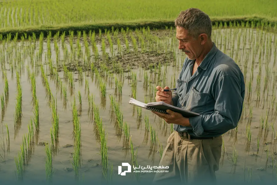 یک کشاورز حرفهای درحال بررسی نشانههای ظاهری اختلالات عناصر غذایی در برنج