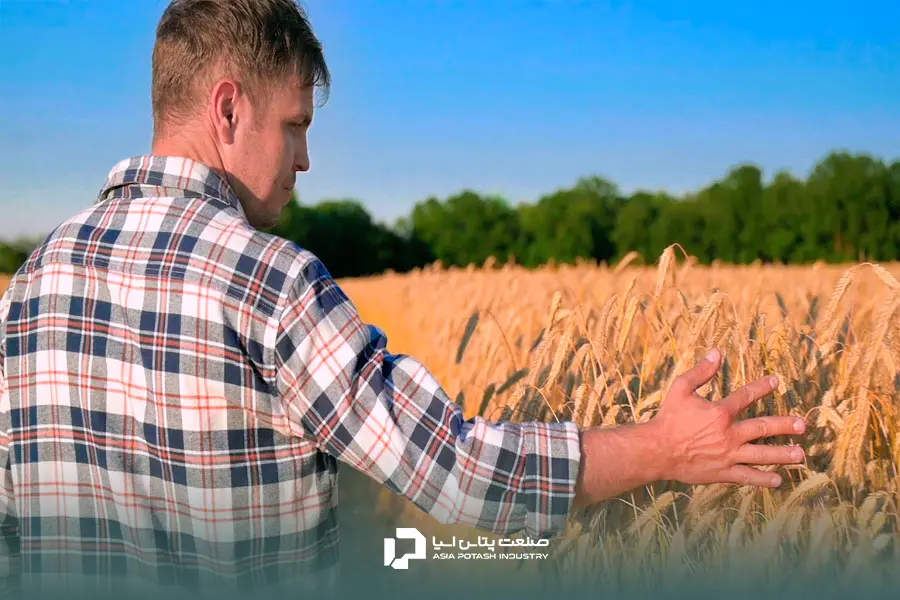 سولفات پتاسیم؛ بهترین کود برای افزایش تناژ جو