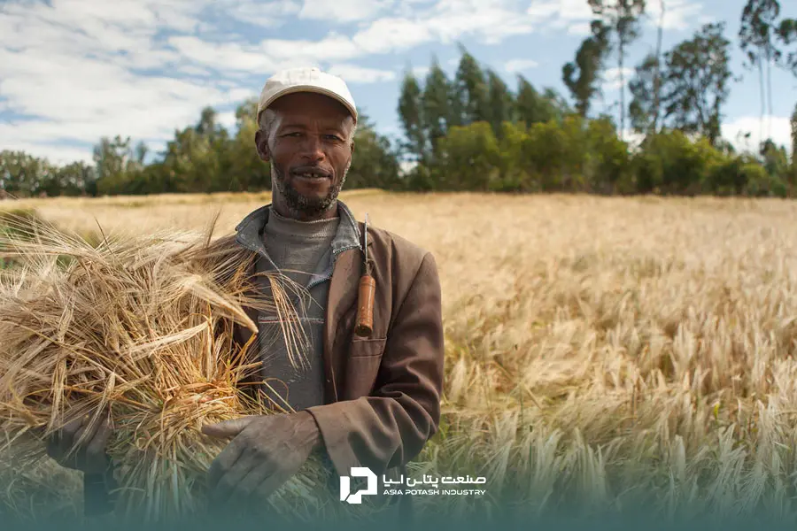 بهترین کود برای افزایش تناژ جو