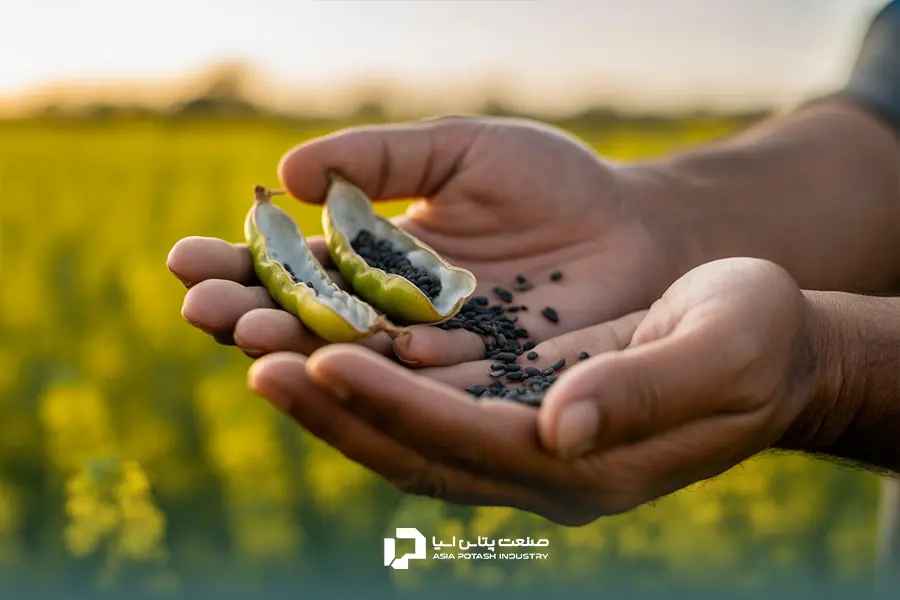 برنامه کوددهی کلزا به ساختار خاک بستگی دارد.