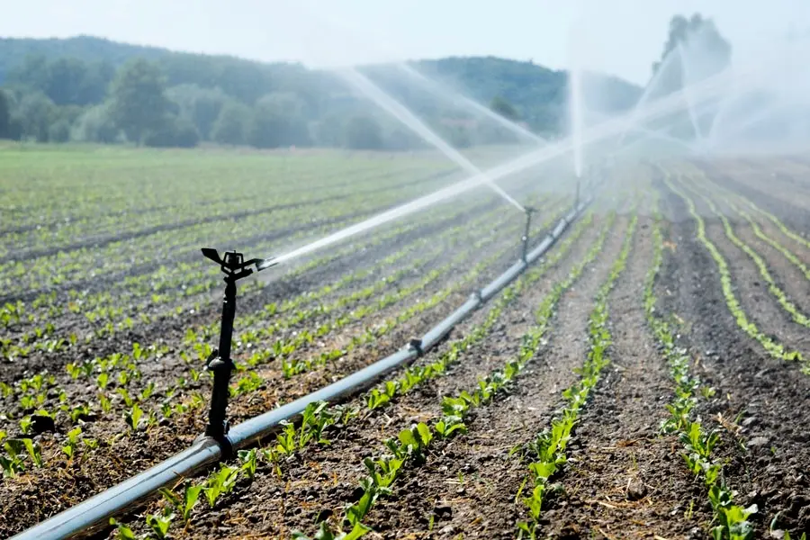 پخش سطحی کود؛ یکی از انواع روش های کوددهی در کشاورزی