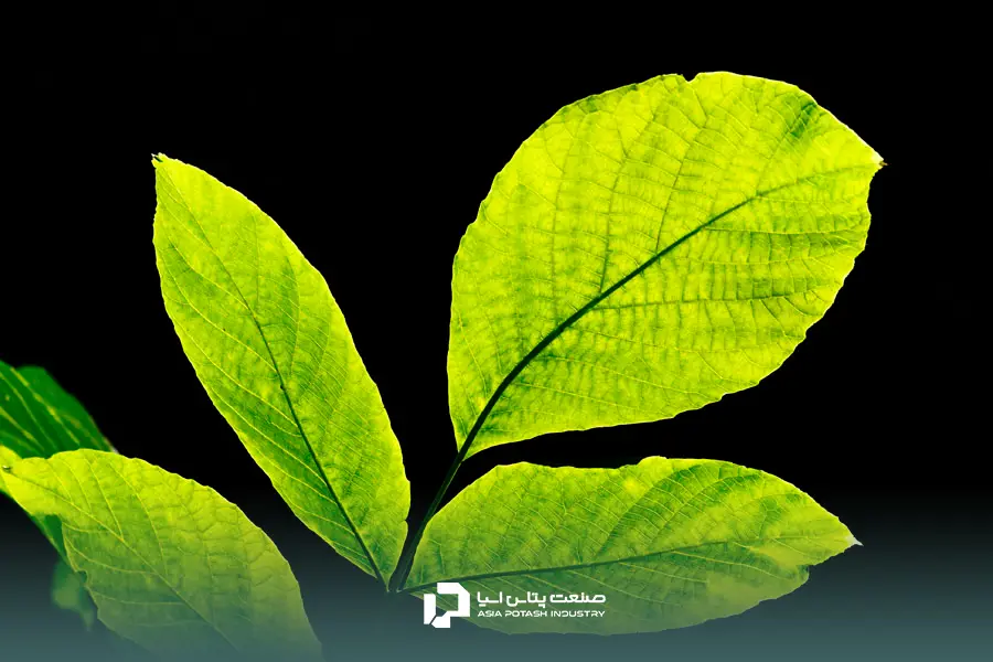 آزمون تجزیه برگ برای افزایش کیفیت محصول