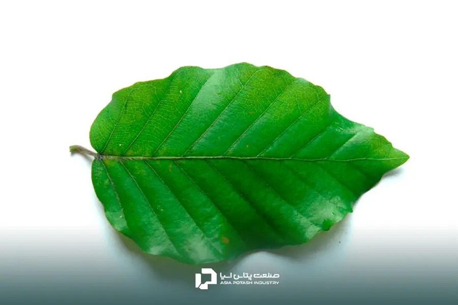 آزمون برگ و بررسی میزان مواد مغذی گیاه