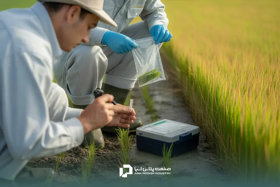 بهترین کار برای شناسایی اختلالات عناصر غذایی در برنج آزمون خاک و تجزیه برگ است.