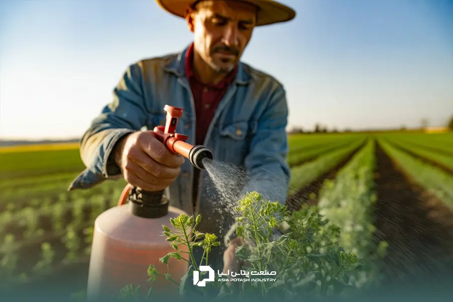 برنامه جامع کوددهی کلزا راهنمای یک کشاورز موفق است.