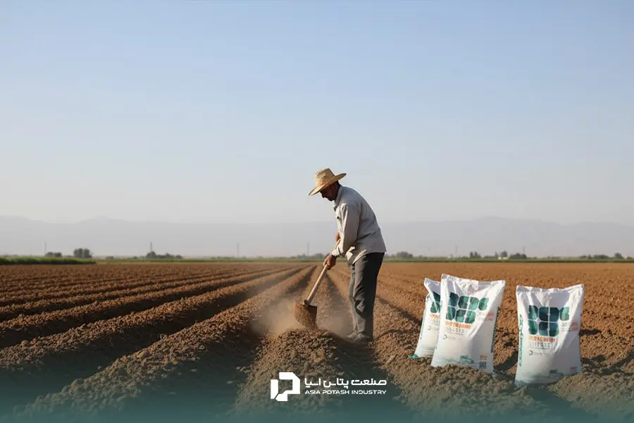 کوددهی علمی سیب زمینی با کودهای مختلف در مراحل مختلف رشد گیاه انجام میشود.