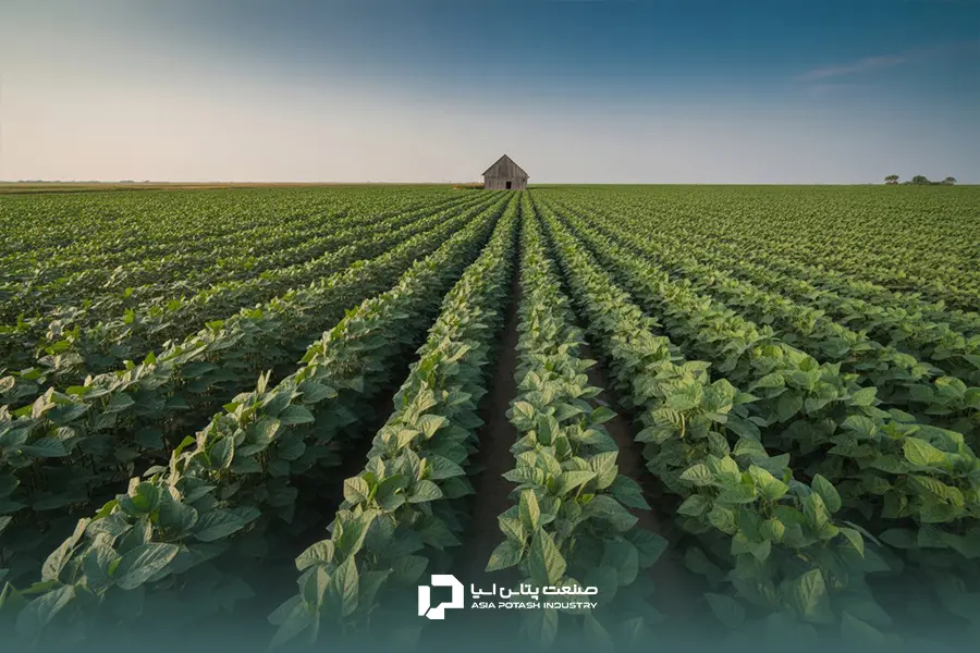 نقش پتاسیم در کوددهی سویا