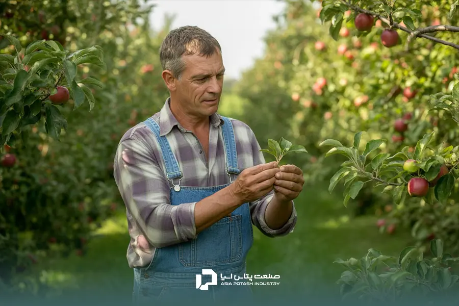 باغدار حرفه‌ای در حال بررسی سلامت درختان میوه در باغ خود.