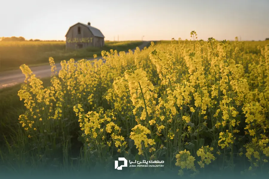 کود سولفات پتاسیم نقشی اساسی در برنامه کودی کلزا دارد.