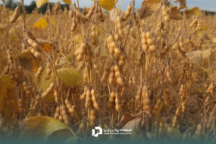 کوددهی سویا در شرایط مختلف