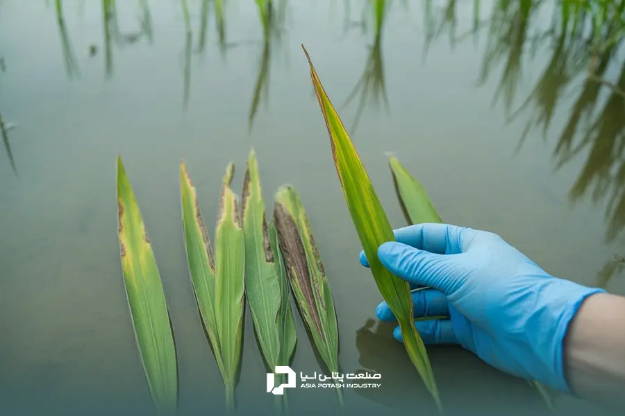 سوختگی و زردشدن برگهای برنج یکی از نشانههای اختلالات عناصر غذایی هستند.