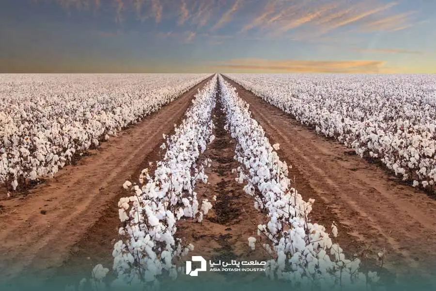 برنامه کود دهی پنبه