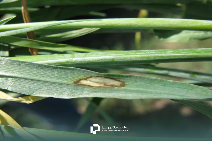 بیماری سوختگی برگ جو؛ یکی از بیماری های گیاه