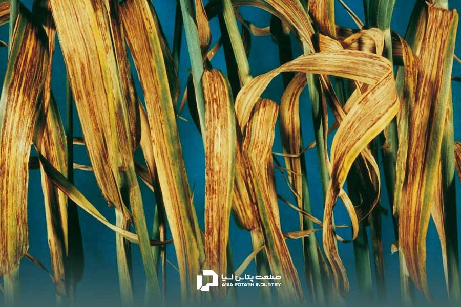 لکه نواری جو؛ در لیست بیماری های گندم