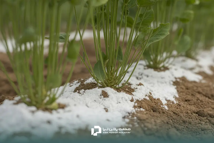 کود سولفات پتاسیم به صورت پودری پای ساقههای کنجد در مزرعه برای افزایش عملکرد و درصد روغن