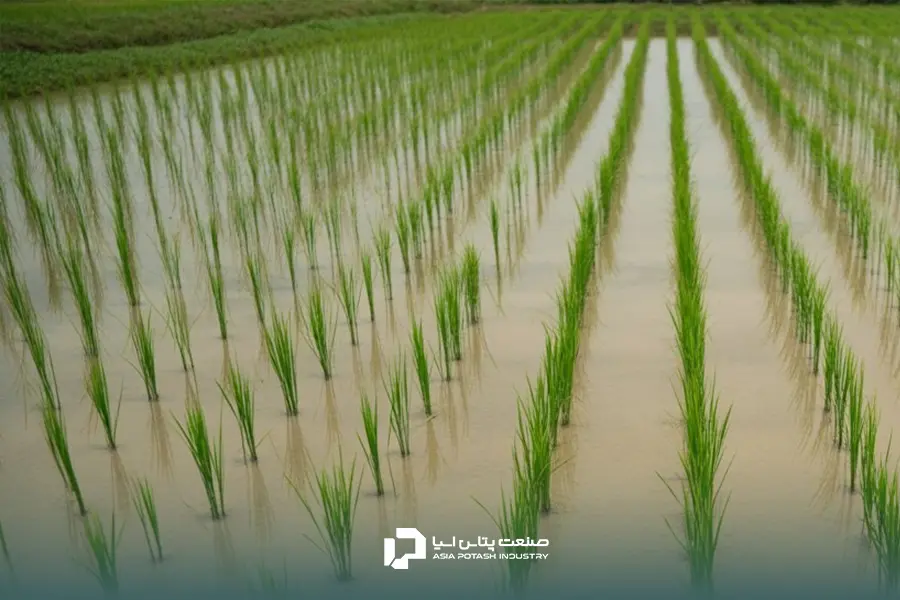 اختلالات عناصر غذایی یکی از اصلیترین دلیل برداشت برنج بیکیفیت است.