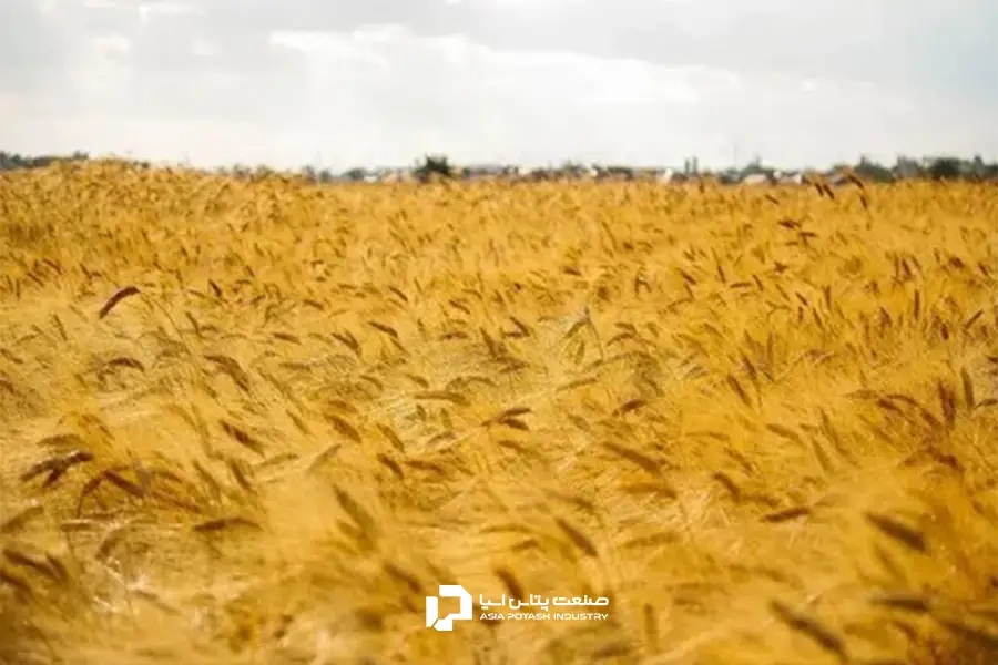 استفاده از کود پتاس بالا صنعت پتاس آسیا به بهبود کیفیت محصول کمک زیادی می‌کند.