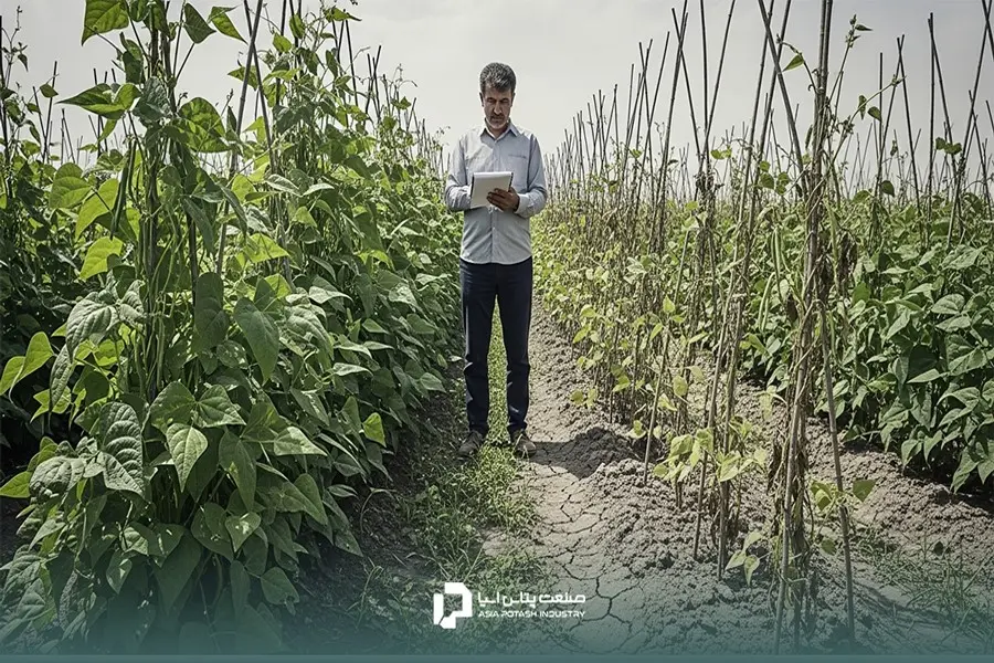 مصرف بیش از اندازه پتاسیم جذب دیگر عناصر مانند منیزیم و کلسیم را مختل می‌کند.