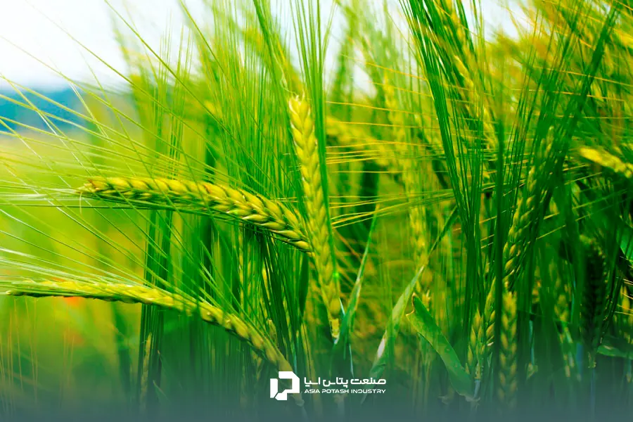 استفاده از بهترین کود برای افزایش تناژ گندم