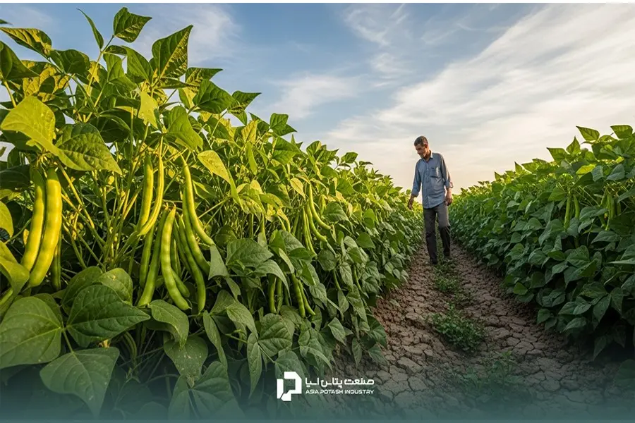 نیتروژن باعث سرعت در رشد رویشی و فسفر باعث توسعه سریع ریشه‌های لوبیا سبز می‌شود.