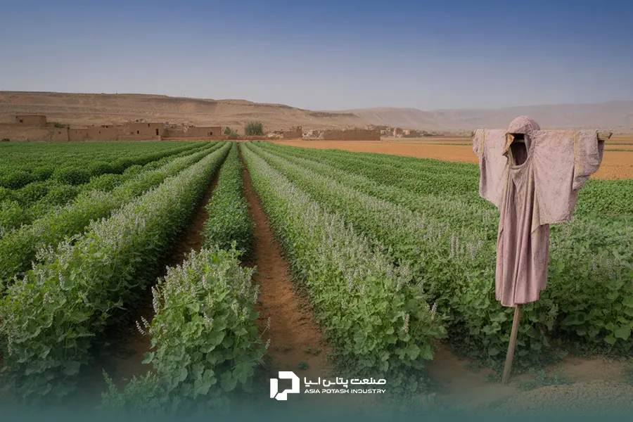 کوددهی علمی عدس بهترین راه برای برداشت محصول بیشتر است.