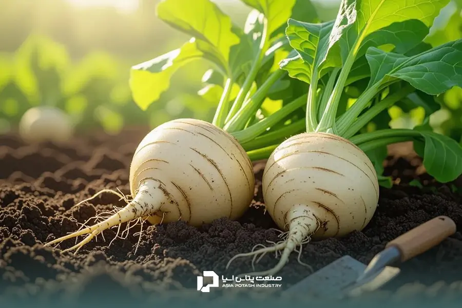 ریشه حجیم و سالم چغندر قند، نتیجه یک برنامه تغذیه کودی علمی و اصولی.