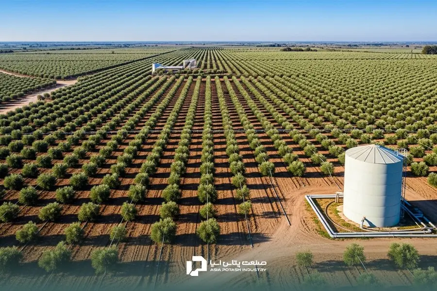 برای کوددهی زیتون در نظر گرفتن زمان از جمله مهم‌ترین شاخص‌هاست.