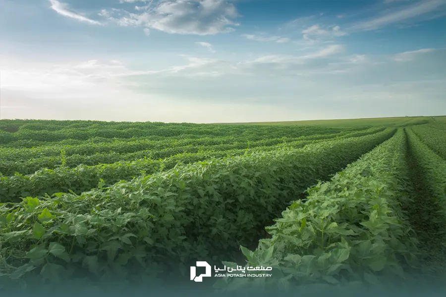 مزرعه سرسبز کنجد در مرحله رشد رویشی؛ نمای وسیع از ردیف‌های کشت کنجد در زمین کشاورزی