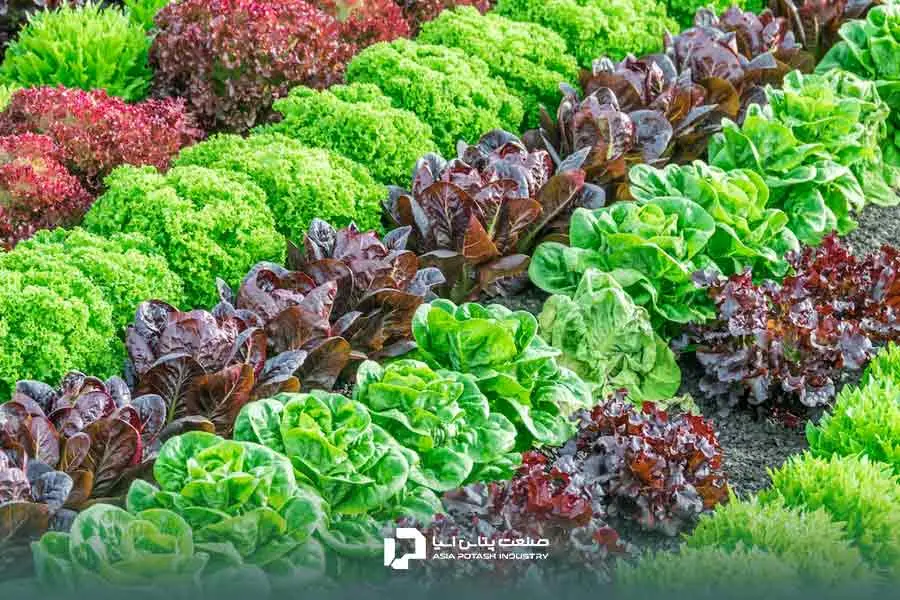 کوددهی کاهو و برداشت محصولی باکیفیت