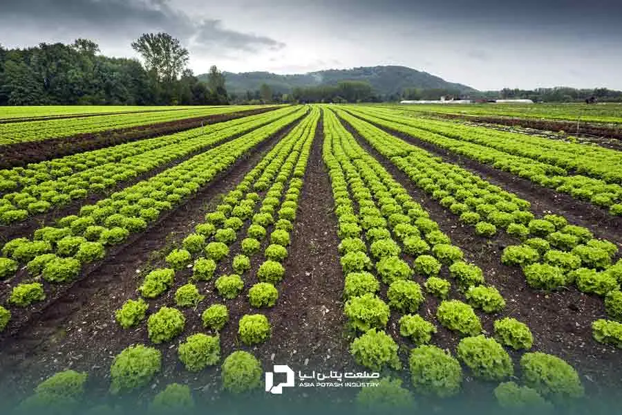 جدول کود دهی کاهو و عملکرد بهتر گیاه