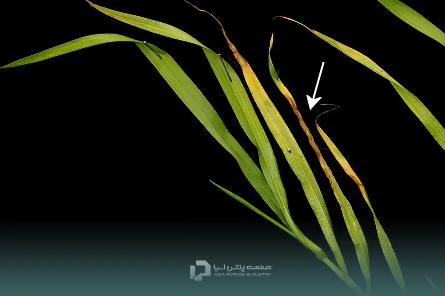 علائم کمبود منگنز در گندم