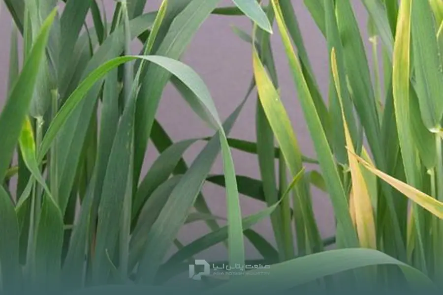 زرد شدن برگ‌های مسن؛ یکی از علائم کمبود نیتروژن در گندم