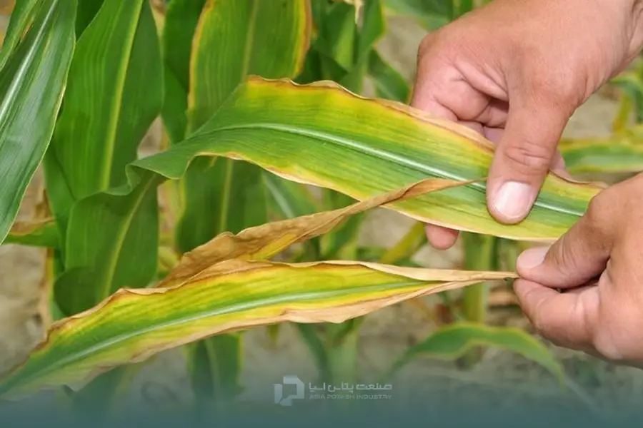 علائم کمبود پتاسیم در گندم