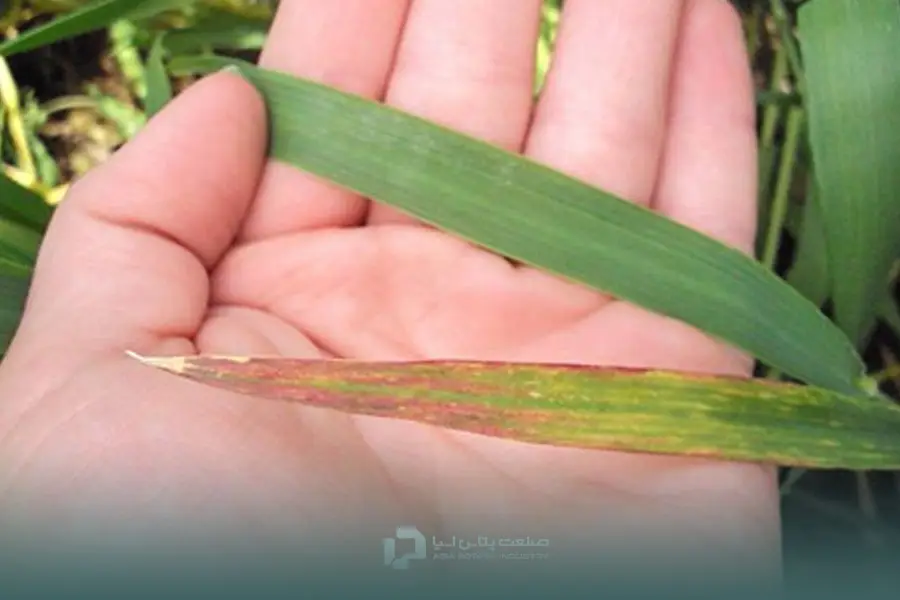 علائم کمبود فسفر در گندم