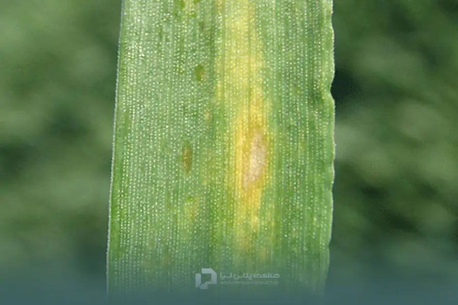 علائم کمبود روی در گندم