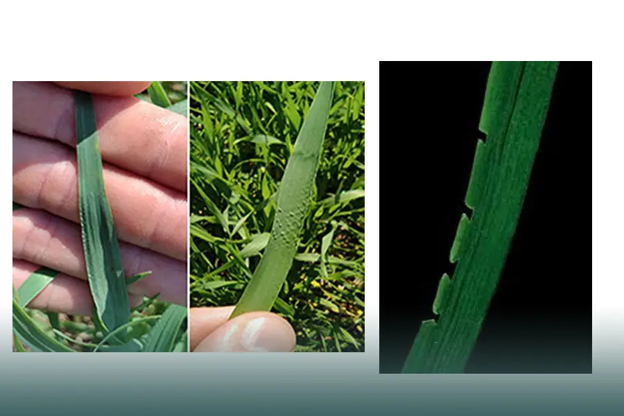 علائم کمبود بور در گندم