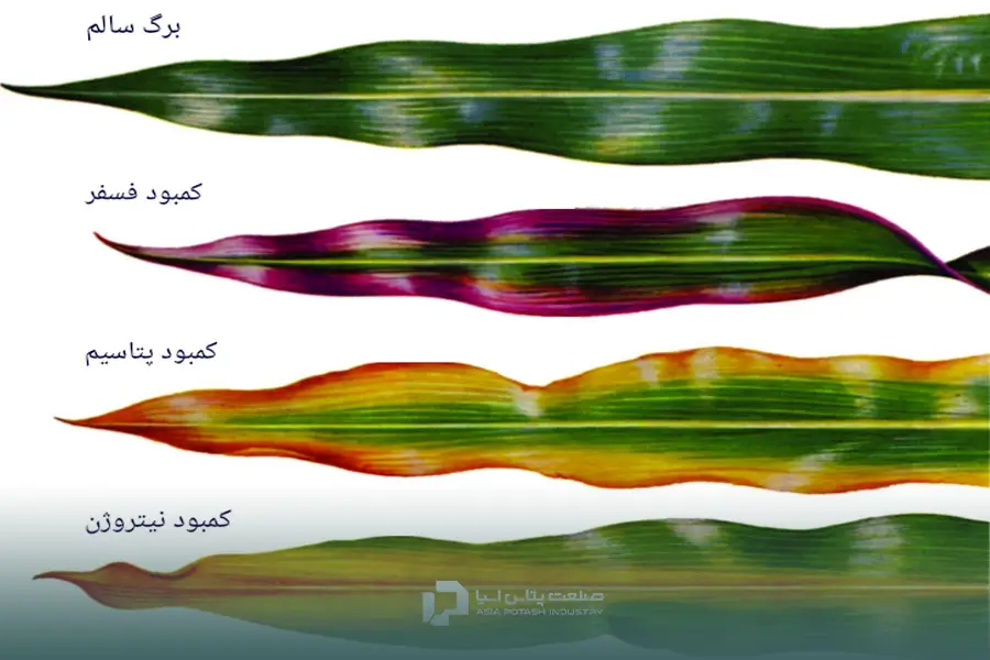 علائم کمبود عناصر غذایی در گندم
