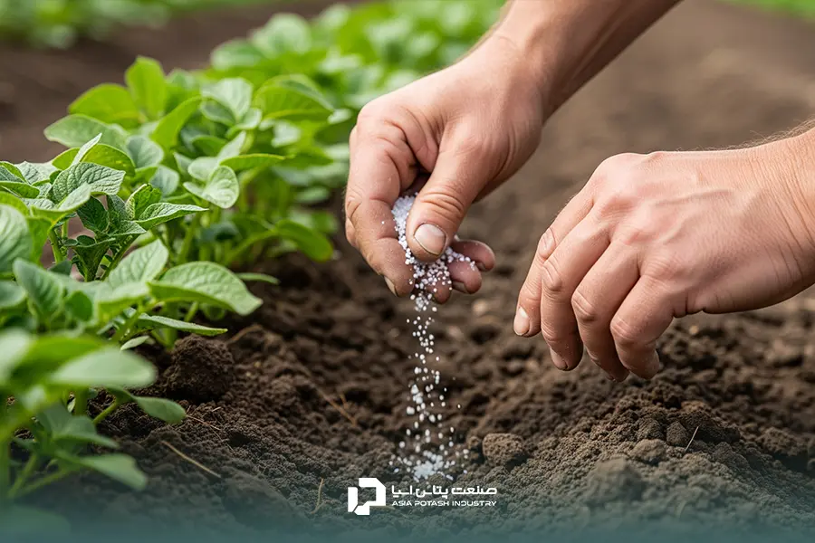 استفاده از کود گرانوله سولفات پتاسیم در مزرعه سیب‌زمینی
