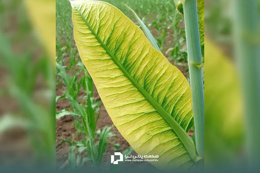 زرد شدن برگهای جوان با رگ برگهای سبز نشانه کمبود آهن در لوبیا است.