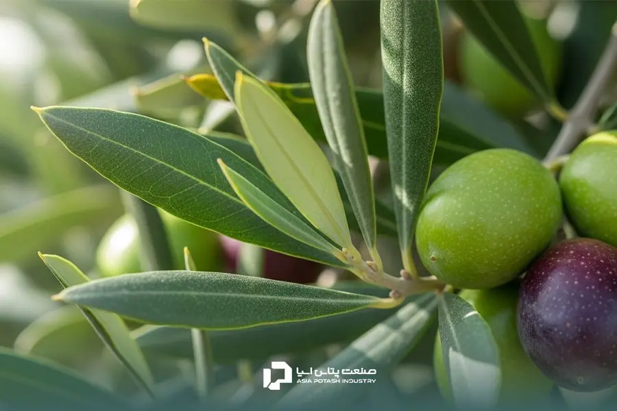 کوددهی مناسب ضامن کیفیت زیتون