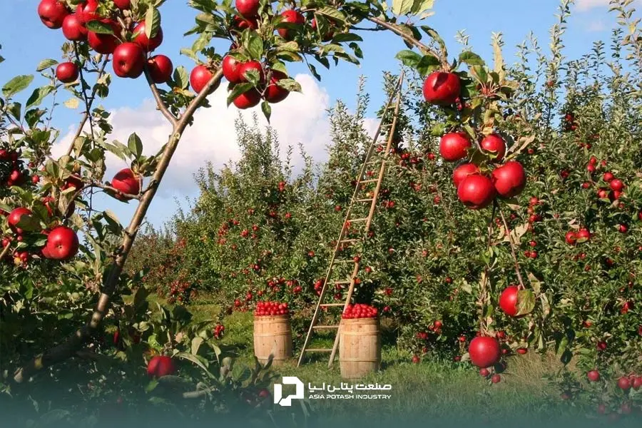 کود پتاس برای درخت سیب