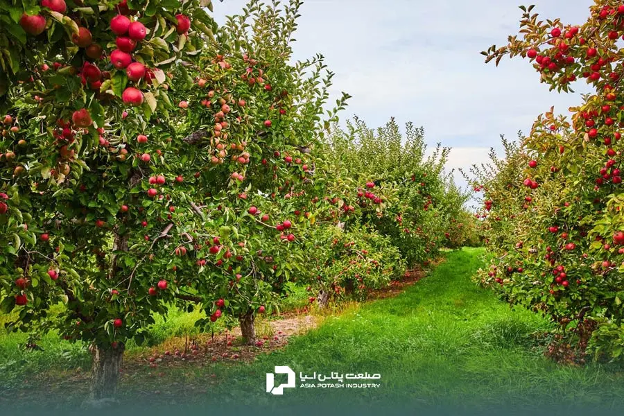 نحوه استفاده از کود پتاس برای درخت سیب و افزایش محصول