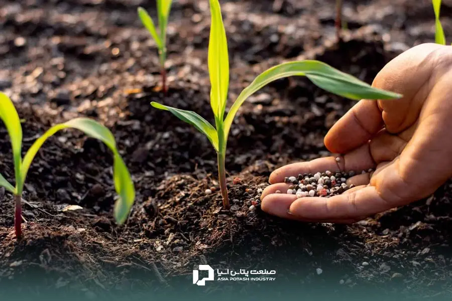 کود پتاس برای ذرت