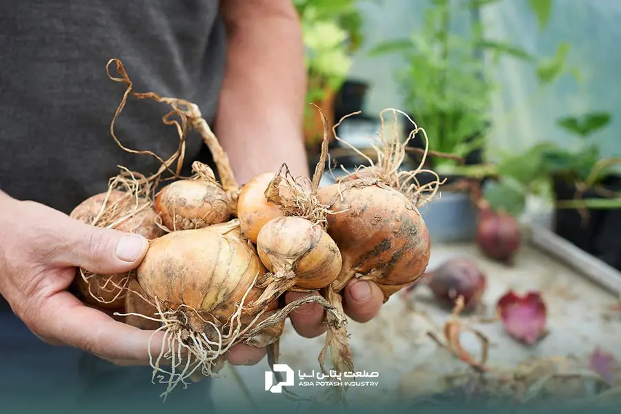 حاصلخیزی خاک با استفاده از کود سولوپتاس برای پیاز