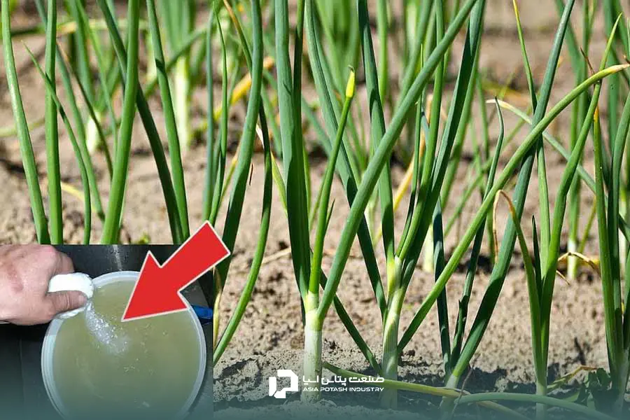 مصرف کود سولوپتاس برای پیاز همراه با آبیاری