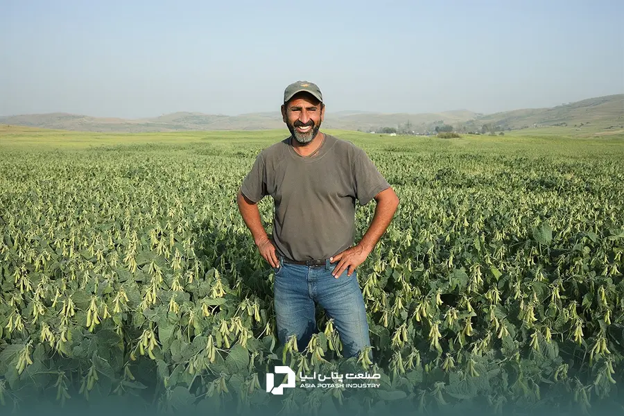 استفاده از سولفات پتاسیم رمز موفقیت در کشت لوبیا است.