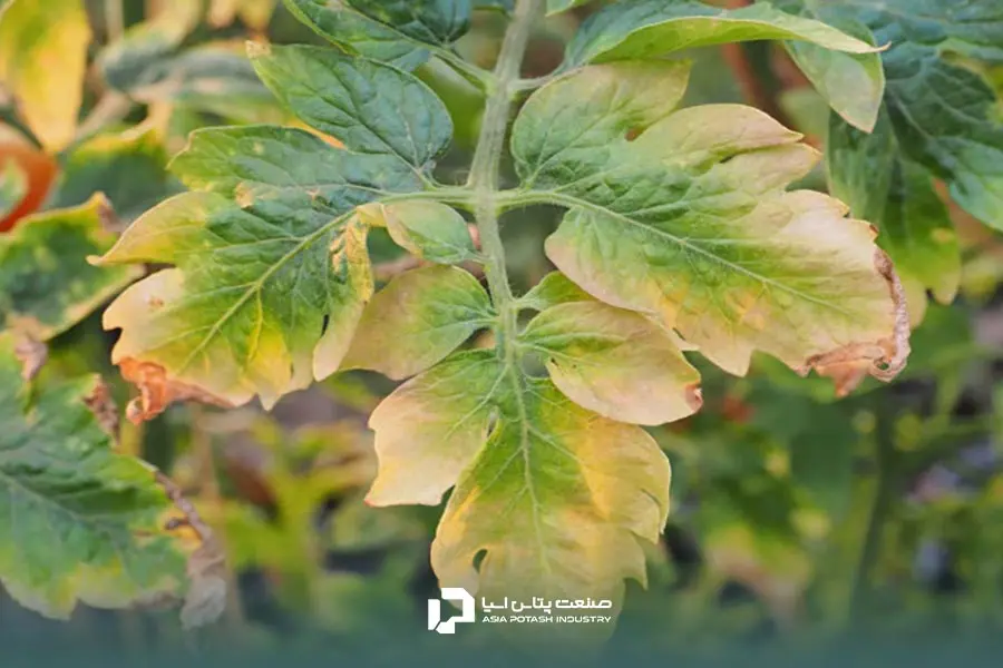 زردی  و پژمردگی برگ‌ها؛ یکی از عوارض کود زیاد