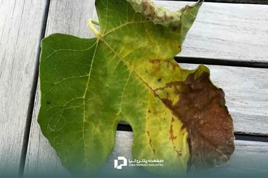 قهوه‌ای شدن برگ؛ یکی دیگر از عوارض کود زیاد