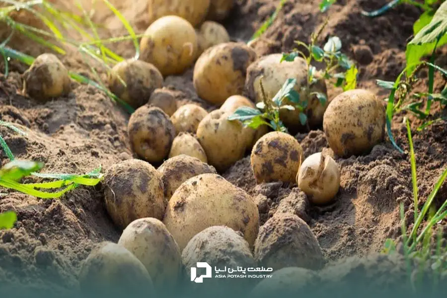 بالا بردن تناژ سیب زمینی با استفاده از پتاسیم