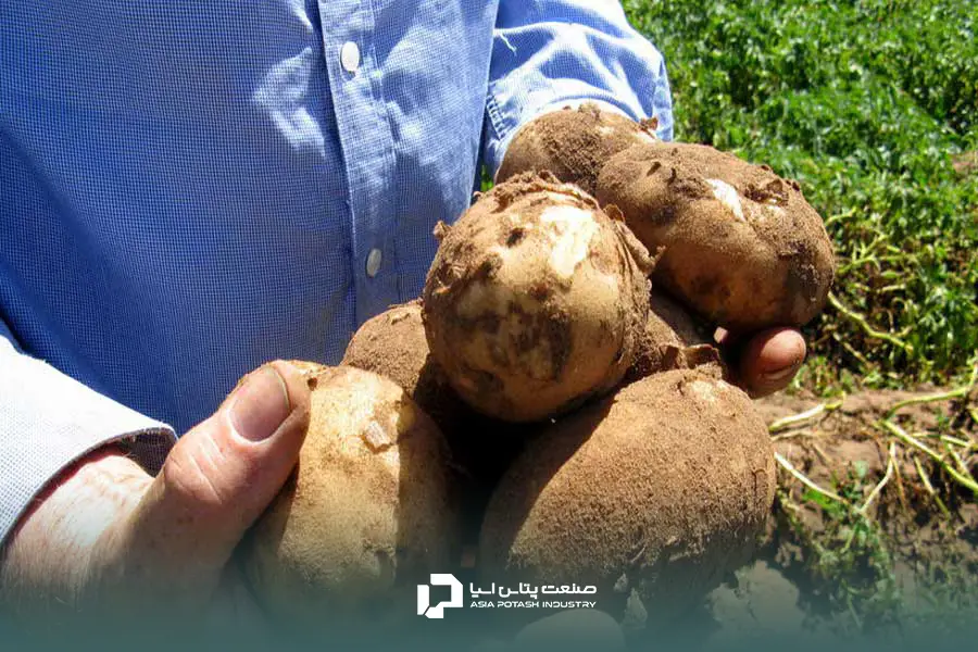 مصرف کود سولوپتاس و افزایش کیفیت سیب‌زمینی